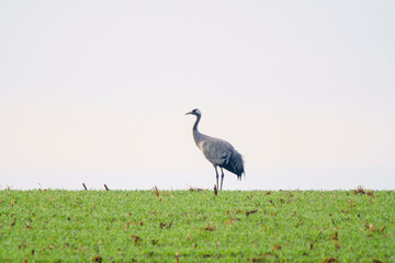 Obraz na płótnie Canvas 1 crane stand on a green field in spring