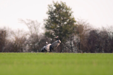 2 cranes stand on a green field in spring