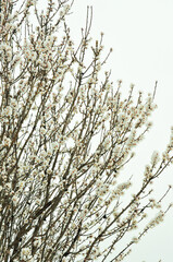 Font view, medium distance of an almond tree flowers, early blooming, in a snow storm