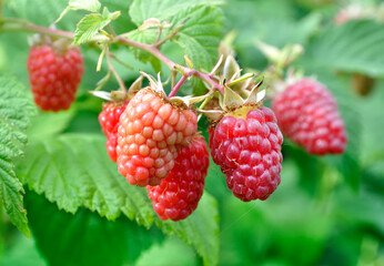 close-up of ripe raspberry branch in the garden at summer day
