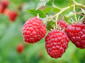 close-up of ripe raspberry branch in the garden at summer day