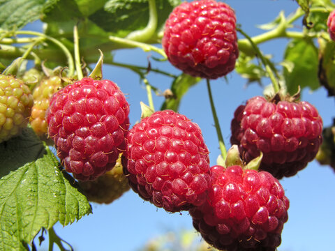 close-up of ripe raspberry branch in the garden at sunny summer day against blue 

sky
