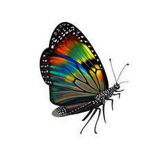 Fototapeta na wymiar Beautiful Butterfly illustration 
