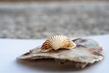 seashell on the sand