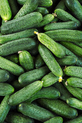 Cucumbers top view, greenhouse vegetables harvest, food background, place for text