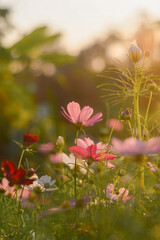 Pink cosmos flower in the garden with sunset time