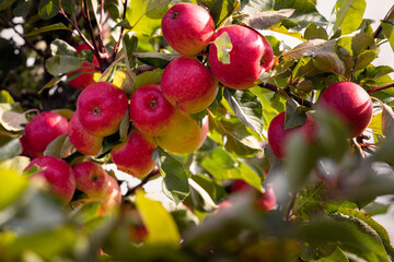 Many red apples on tree ready to be harvested. Ripe red apple fruits in apple farm. Selective focus.