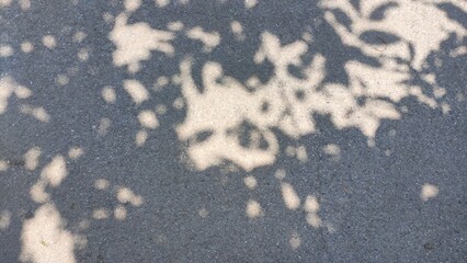 The gray shadow of the leaves lays on the ground in the background