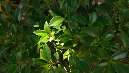 natural green leaf bush background