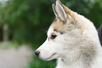 Obraz premium Portrait of purebred Siberian husky puppy outdoor. Adorable young sled dog profile