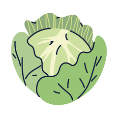 cabbage icon PNG image with transparent background