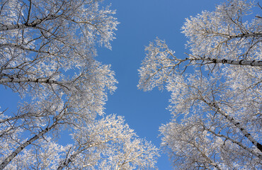 Looking straight up into a clear blue sky with frost covered aspen trees leaning towards the center of the frame.
