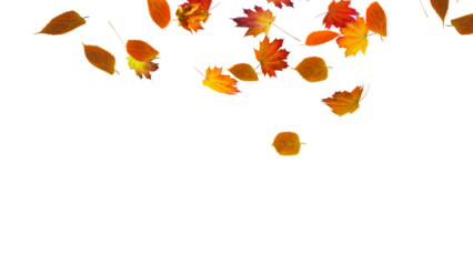 autumn colored fall leaf isolated on transparent background overlay texture