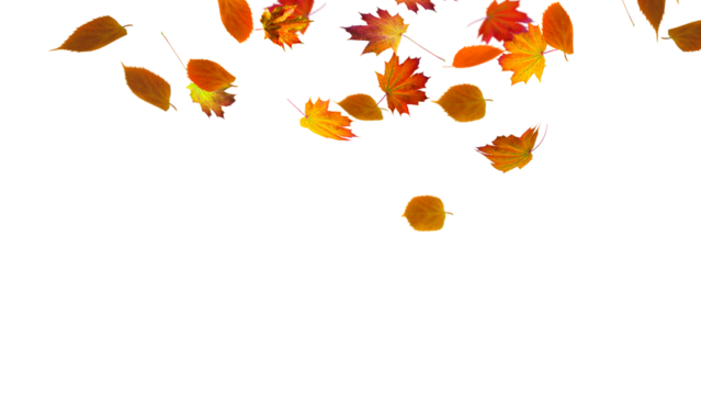 autumn colored fall leaf isolated on transparent background overlay texture