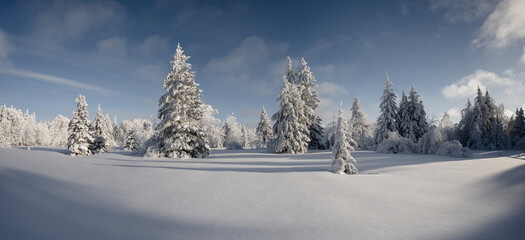 Winter panorama of an idyllic snow covered forest under a blue sky with white clouds. The foreground is a snowy clearing, midground with spruce trees and a background of mixed trees.
