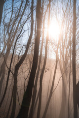Forest of bare trees, in winter, with fog and sunlight.
