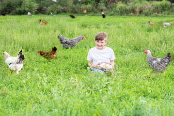 a child with a bowl of eggs sits on a green field, hens and roosters walk around in the summer on vacation in the countryside
