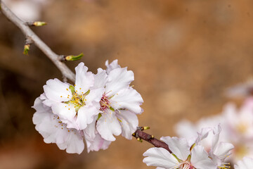 Obraz premium blooming tree