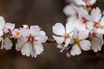 tree blossom