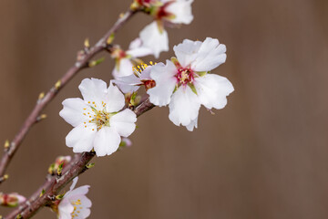 spring blossom