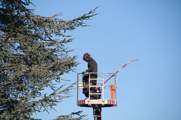 Baumpflegearbeiten mit einem Hubsteiger