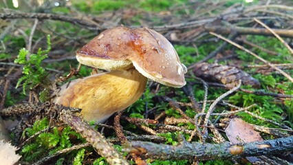 Pilz im Wald 