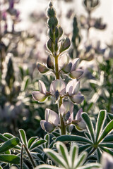 Wild blooming pink lupins close-up in the morning sun