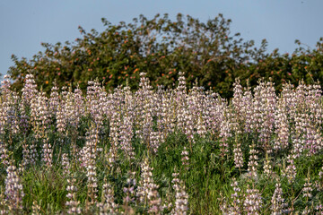 Field of wild blooming pink lupins in the morning sun