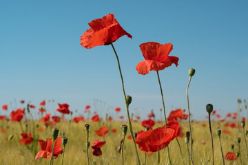 Red poppy flowers field in the sunny spring rural Serbia