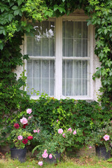 Fototapeta na wymiar Cottage with rustic window and wall covered with vine. Pink roses growing in the garden. Selective focus.