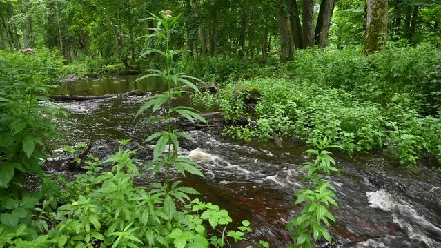 A calm river flows under green leafy trees.