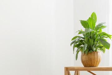 white home interior with houseplants on wooden shelf
