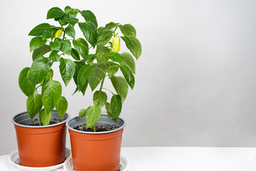 Growing peppers from seeds. Step 10 - small green peppers on the branch.