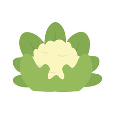 broccoli icon PNG image transparent background