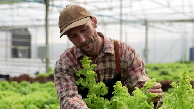 Young man farmer harvesting vegetables from a hydroponic farm, Farmers work with hydroponic vegetable gardens in the greenhouse.