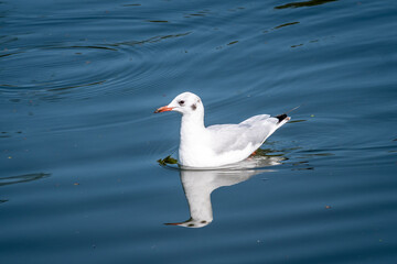 A black headed gull, Chroicocephalus ridibundus, in winter plumage with a white head, is floating at rest on smooth lake water