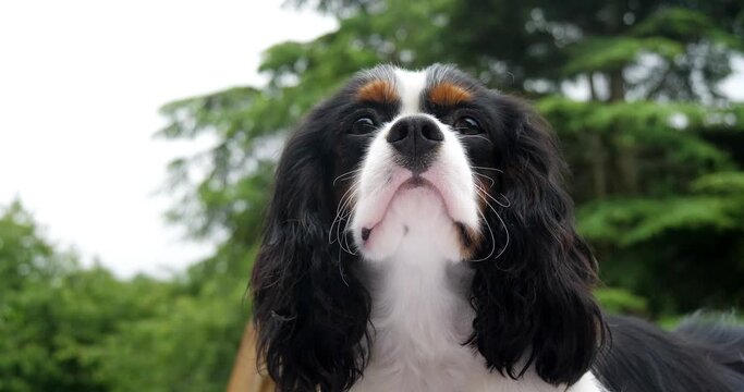 Cavalier King Charles Spaniel, Portrait of Male, France, Real Time 4K