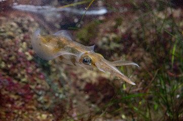 Obraz premium イカ