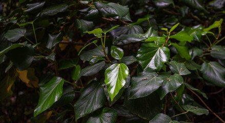 Green leaves pattern background, natural background. Tropical leaves, abstract green leaves texture, nature background.