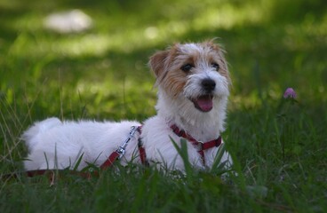 White dog jack russell terrier lies on the grass in the park