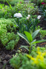 White clove in a ground on a garden bed.