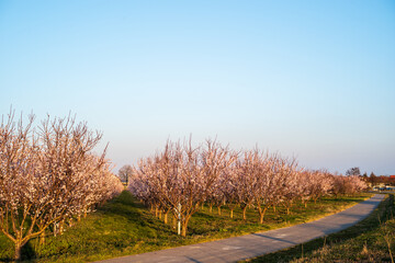 Almond orchard in spring