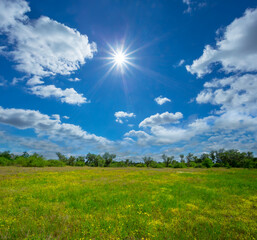 summer prairie with flowers under a sparkle sun, summer countryside landscape
