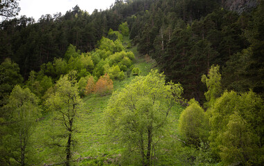 Landscape of a mountain peak. View of a green mountain range. Foggy cloudy rainy day. Bright green foliage of trees.