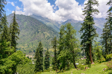 Mountains of Himalayas & alpine trees
