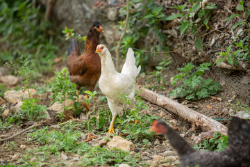 white chicken in the grass