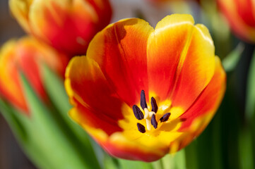 Colorful Tulips during spring in Sweden