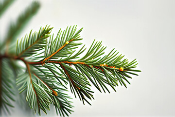 Spruce branch isolated on white background. Green fir. Realistic Christmas tree llustration for Xmas cards, New year party posters. Generative ai