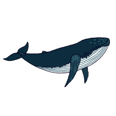 Cartoon dark blue whale swimming on white background