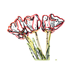 Color sketch of a tulip flower with transparent background